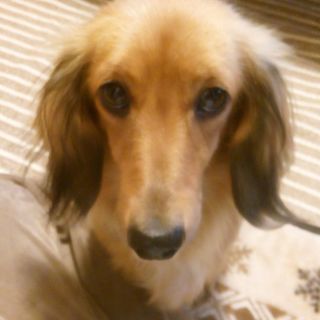 ミニチュアダックスフンド
