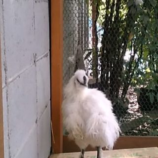 白烏骨鶏の生後4ヶ月の雄1羽