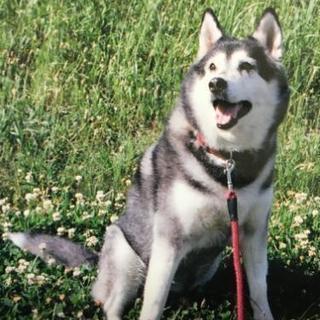☆大型犬が大好きな人募集☆