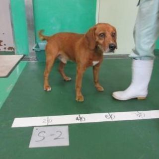 ⑥沖縄の収容犬🐶期限4/12🐶