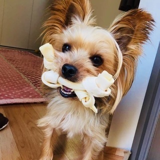 小型犬のワン友募集です