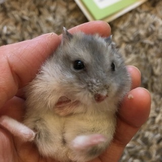 もらってください。