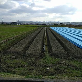 農作業