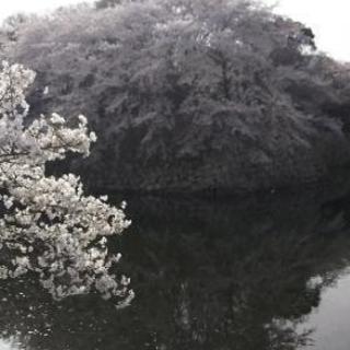 初めまして.+*:ﾟ+｡.☆