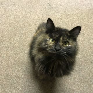 捨てられてしまった迷い猫ちゃん。誰か助けてください。。
