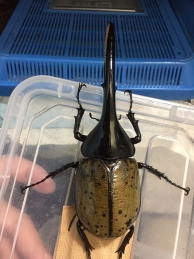 残り1つ ヘラクレスオオカブト入り お楽しみ袋
