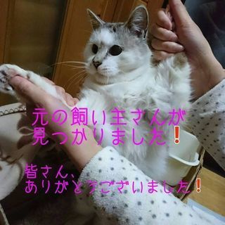元の飼い主さんが見つかりました。