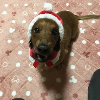 犬友募集(^^)