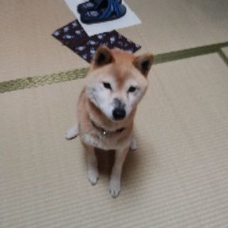 里親募集急募