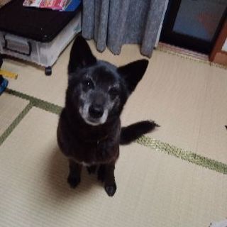 里親急募