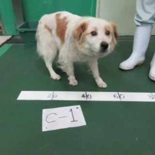 ⑨沖縄の収容犬🐶期限4/16🐶