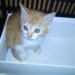 生後2ヶ月くらいの子猫