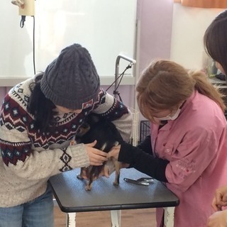 トリマー夜間コーススタート！募集！の画像