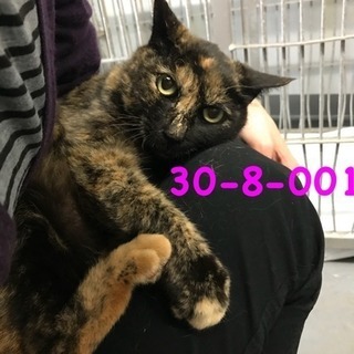 💖里親様決定💖可愛いサビ猫ちゃん