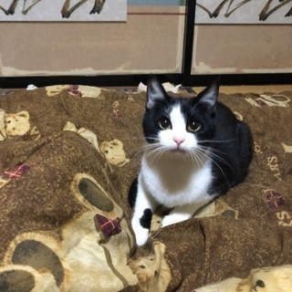 猫 女の子 9ヶ月 里親募集