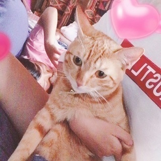 ♂猫の親子の家族になってあげて下さい。