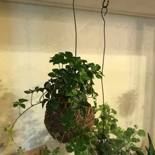 麻ボール教室（麻紐を使用した苔玉教室です）の画像
