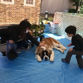 ５／１２・１３ 宇都宮市内イベントスタッフ募集の画像