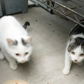 可愛らしい猫の兄弟