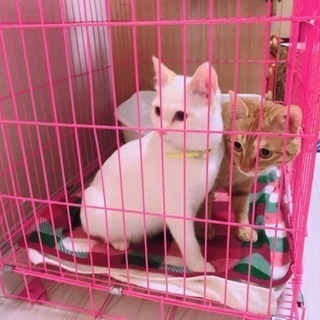 可愛い♂猫親子ちゃんの家族になってあげてください