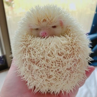 ハリネズミや犬を飼ってる方〜！