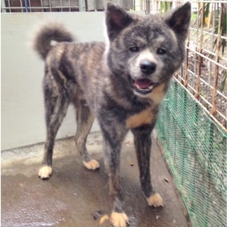 秋田犬の男の子です🐶🌸