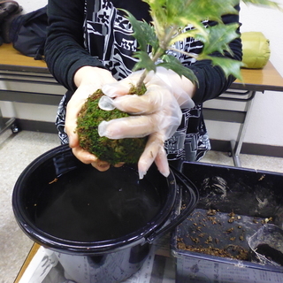 大好評の苔玉づくり講習（２つ作れて1,500円）の画像