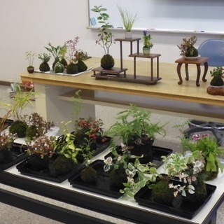 大好評の苔玉づくり講習（２つ作れて1,500円）の画像