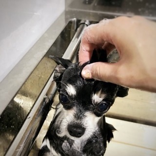 新潟市秋葉区のペットサロン・ペットホテル