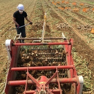 農作業 アルバイト募集します。土日祝日だけでもOK。の画像