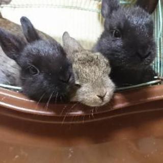 ネザーランドとミニウサギのミックスです。  可愛がっていただける...