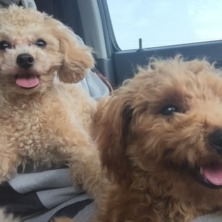 犬友募集🐶