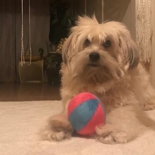 教えてください。暴れて嫌がる犬のトリミングについて - 福岡市