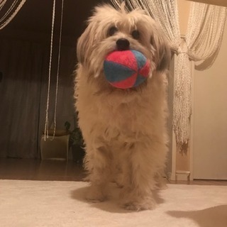 教えてください。暴れて嫌がる犬のトリミングについての画像