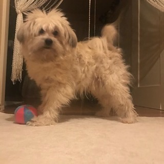 教えてください。暴れて嫌がる犬のトリミングについて − 福岡県
