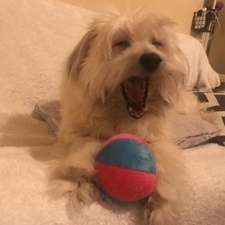 教えてください。暴れて嫌がる犬のトリミングについて - 教えて