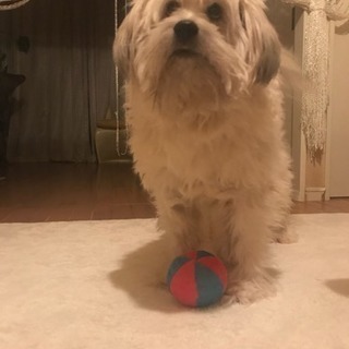 教えてください。暴れて嫌がる犬のトリミングについて - 助け合い
