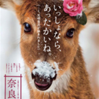 お茶友募集！