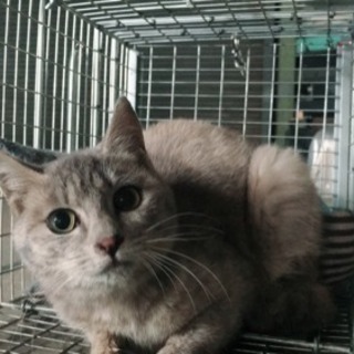 生後5カ月 美雌猫さんです