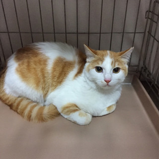 人も猫も大好きな茶白の一歳未満メス　さくらちゃん