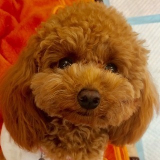 しつけ教室、夜間コース始めます。神戸愛犬美容専門学院 姫路校・神戸校