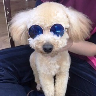 しつけ教室、夜間コース始めます。神戸愛犬美容専門学院 姫路校・神戸校の画像