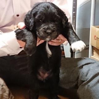 【面会わざわざありがとうございました】子犬生後4週目ゴールデンとボーダーコリーのミックス - 犬
