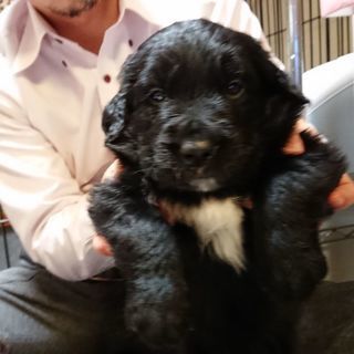 【面会わざわざありがとうございました】子犬生後4週目ゴールデンとボーダーコリーのミックス - 木更津市