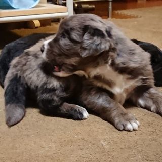 【面会わざわざありがとうございました】子犬生後4週目ゴールデンとボーダーコリーのミックス − 千葉県