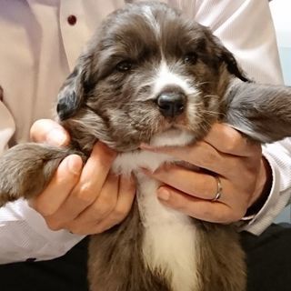 【面会わざわざありがとうございました】子犬生後4週目ゴールデンとボーダーコリーのミックス - 里親募集
