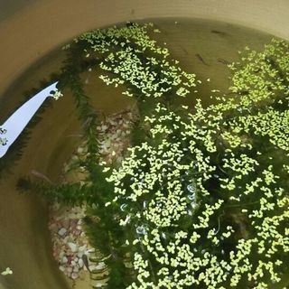 メダカ