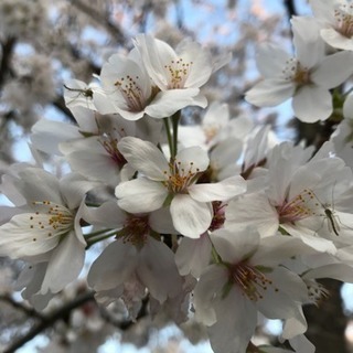 4/13 12〜16時で本八幡来れる人