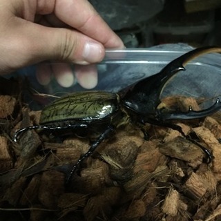 ヘラクレスオオカブトの画像