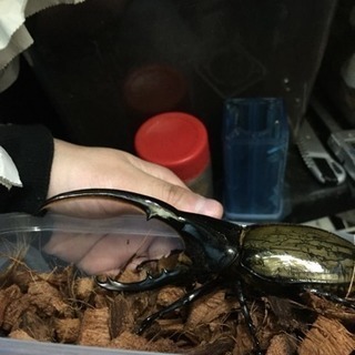 ヘラクレスオオカブトの画像